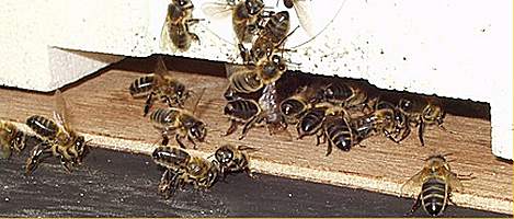 bees at the hive entrance, Photo J.Tyler